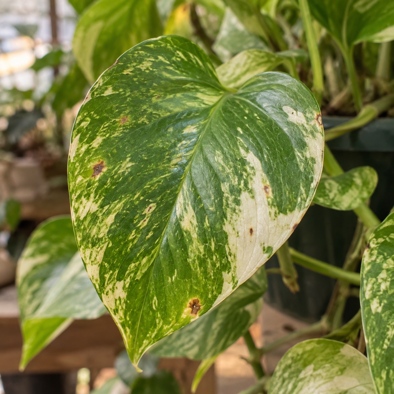Close view of pothos foliage used as decorative product photography
